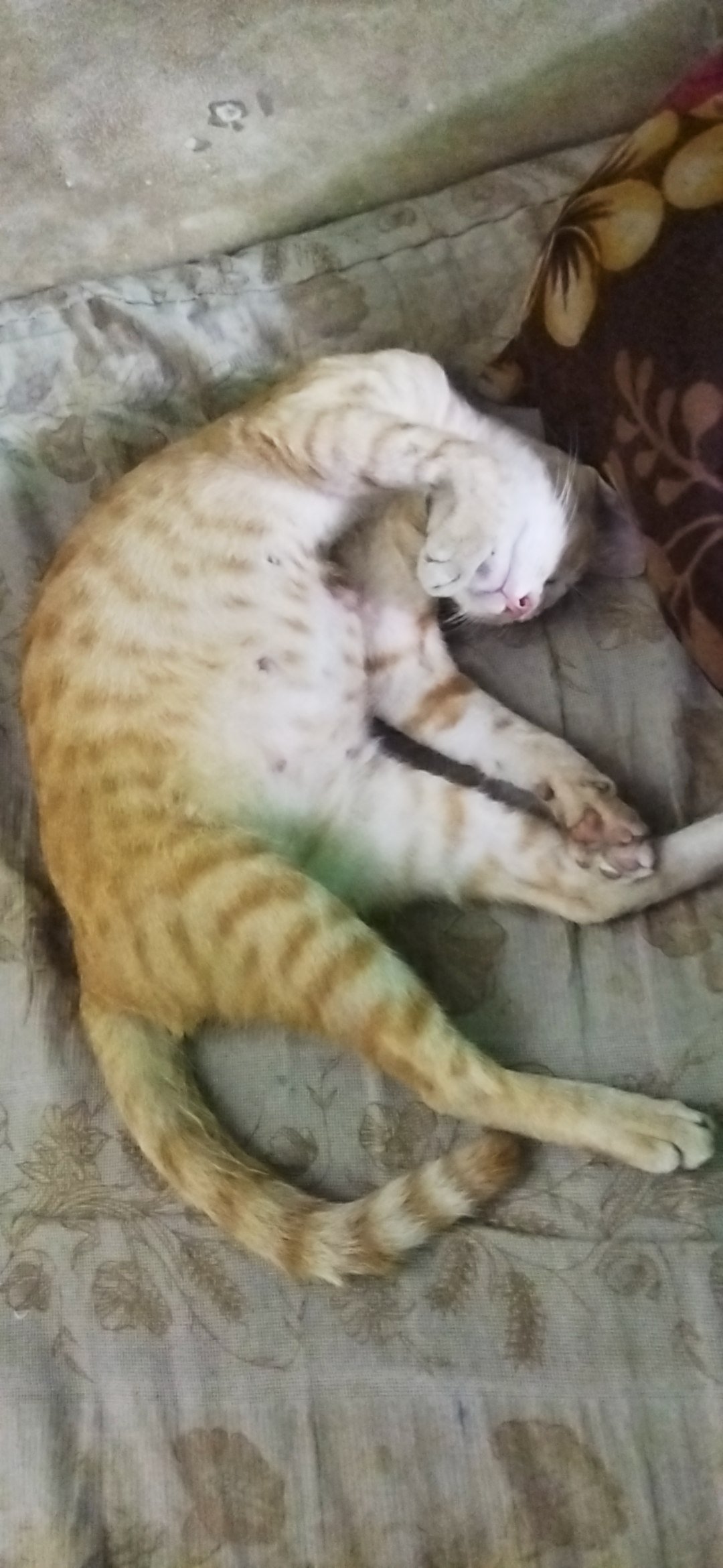 Photo of the reported animal