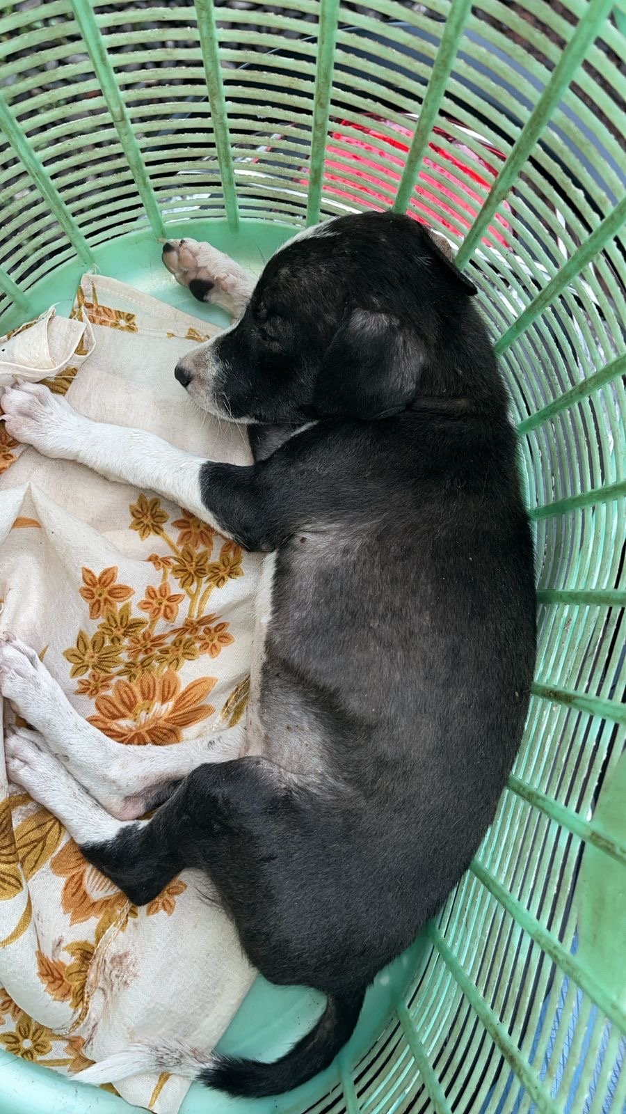 Photo of the reported animal