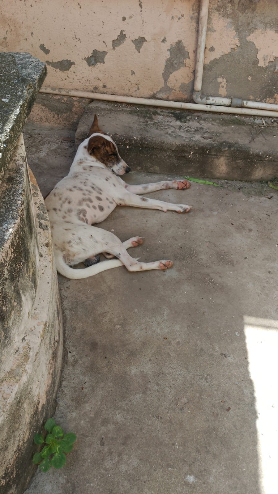 Photo of the reported animal