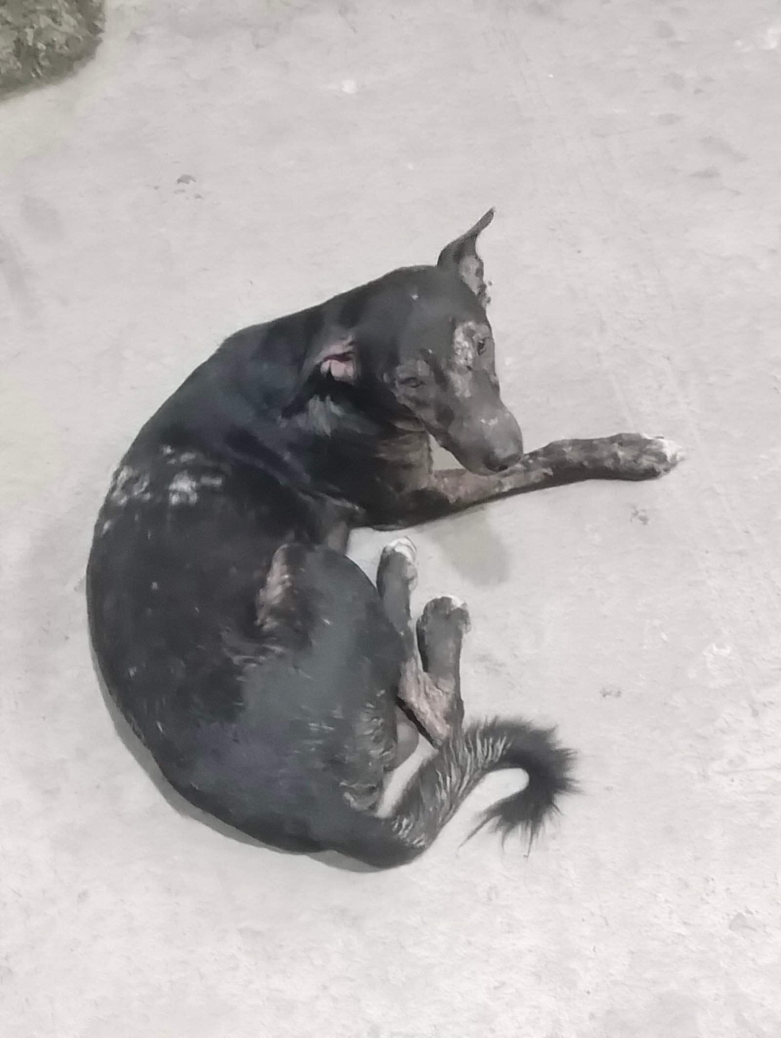Photo of the reported animal