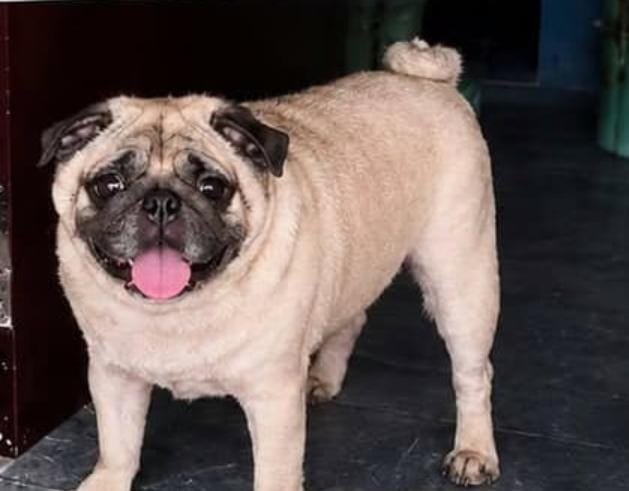 Photo of the reported animal